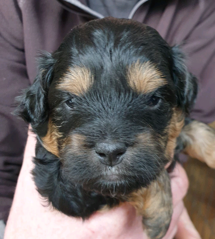 best dog remote trainer